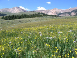 Photo of flowers and grassy field. Background of mountains and blue sky.