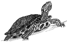 box turtle