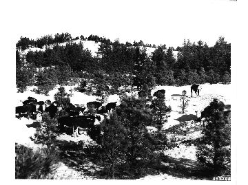 Cattle foraging at Bessey during 1949 blizzard