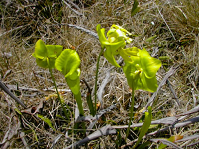 Pitcher plants at Apalachee Savannas
