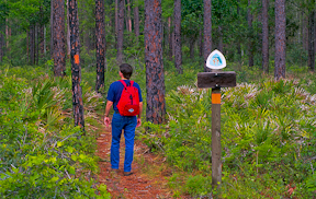 Hiker on the Florida Trail