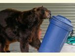 Bear making off with garbage can