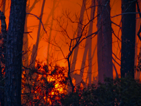 Scrub forest ablaze