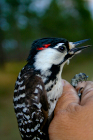 Red-cockaded woodpecker