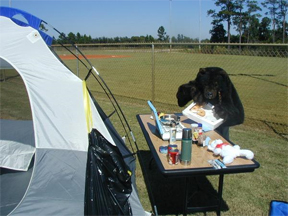 Bear stealing donuts at campsite