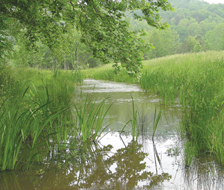 Wetland, Cumberland RD