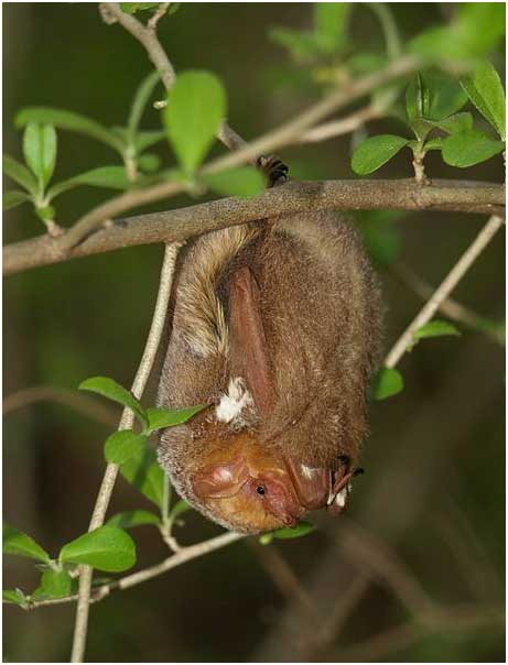 Photo of the Red Bat/Murci������lago Rojo