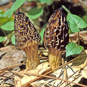 Morel Mushroom Growth Chart