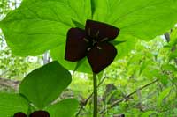 image of Trillium Pistrang.  Photographer is Mark Pistrang, USFS.