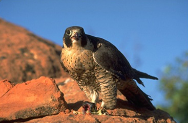 Falcon, Bird of Prey, Hunting & Migration