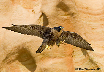 Falcon, Bird of Prey, Hunting & Migration