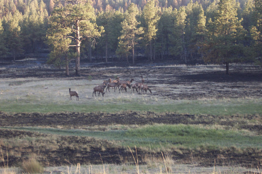 Tule elk selection of surface water and forage is mediated by season and  drought – California Fish and Wildlife Scientific Journal