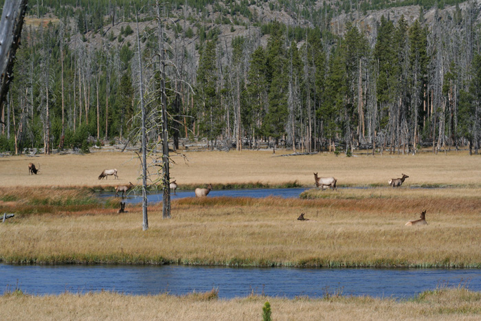 Tule elk selection of surface water and forage is mediated by season and  drought – California Fish and Wildlife Scientific Journal