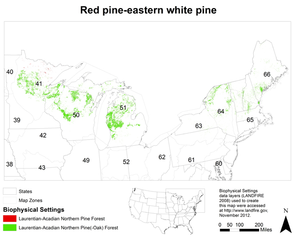 Red pine-eastern white pine