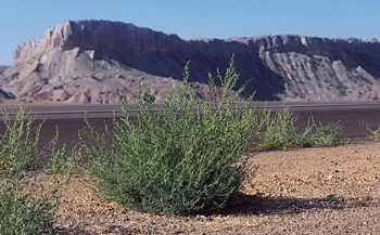 Herbicide-resistant tumbleweed invades High Plains - Texas Farm Bureau