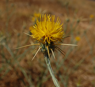 https://www.fs.usda.gov/database/feis/plants/forb/censol/flower.jpg