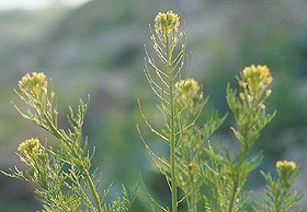 Image of Flixweed as a border plant