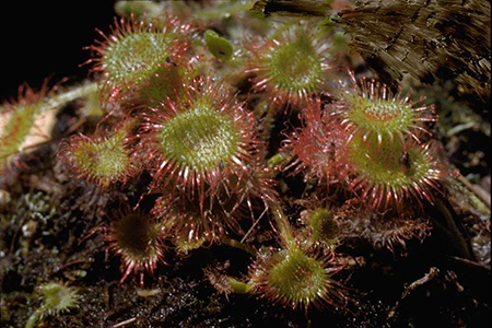 1st Carnivorous Plant Identified In 20 Years Grows Near Vancouver