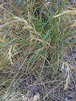 Mountain Brome