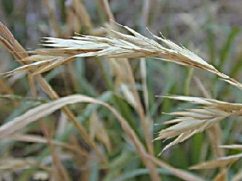 Silver Falls Seed Company - Brome - Alaska