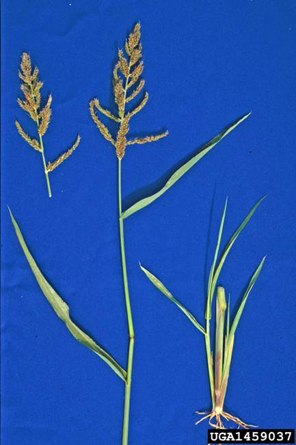 Image of Echinochloa phyllopogon plant