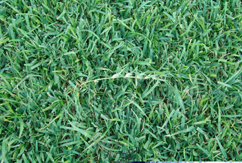 What Is Centipede Grass?  N.C. Cooperative Extension