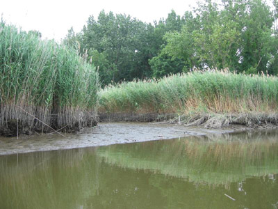 St. Paul District > American Wetlands Month > Fens