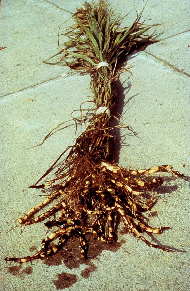 Weekly Weed: Johnsongrass (Sorghum halepense)