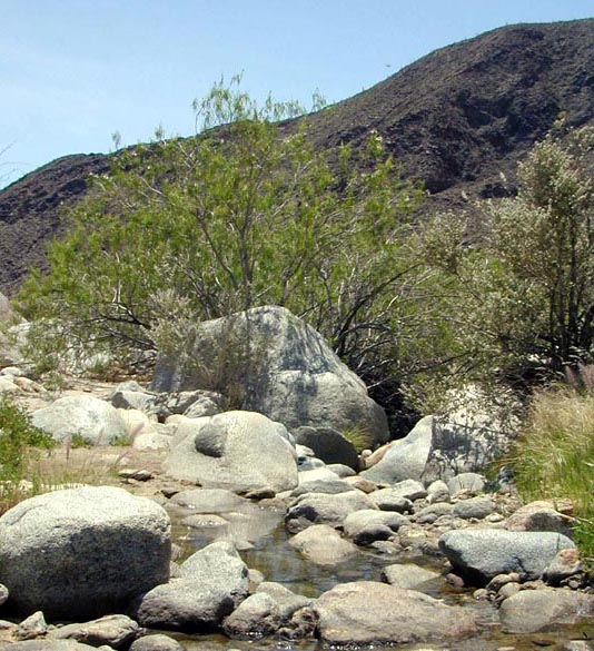 Vegetation Around Las Vegas, North American Deserts