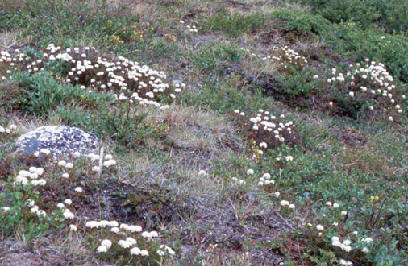 Collared Lemming feeding on dwarf willow in winter