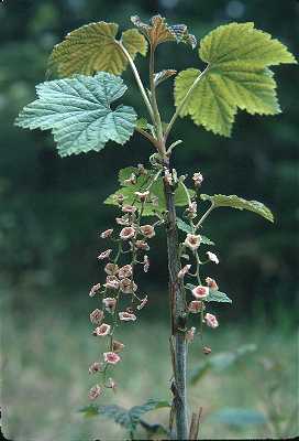 Ribes triste Pall. image