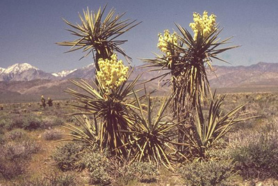 Vegetation Around Las Vegas, North American Deserts