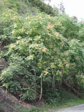 Ailanthus altissima