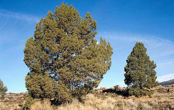 Juniperus occidentalis