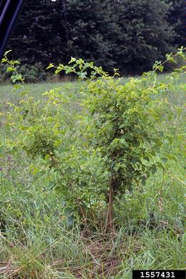 Prairie Willow Branches, 120 Stems, 4-5' (WILL SHIP AFTER FEBRUARY 5th)