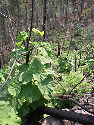 Paulownia tomentosa, Landscape Plants