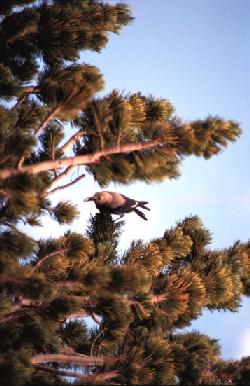 Western White Pine Facts, Growing Condition, Distribution, Habitat and  Pictures