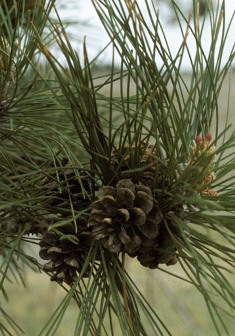 Pinus resinosa