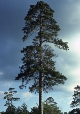 Red Pine Scale kills red pine trees at Acadia (U.S. National Park Service)