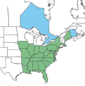 Basswood  The Wood Database (Hardwood)