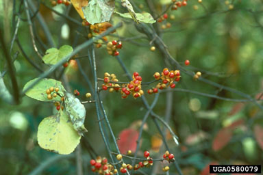 Red Artificial Bittersweet Berry Branch - 41