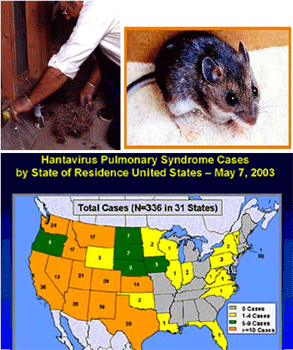 Three images.  The first is of a person removing animal waste.  The second is of a mouse.  The third is a map of the U.S. showing the number of hanta virus cases per state.