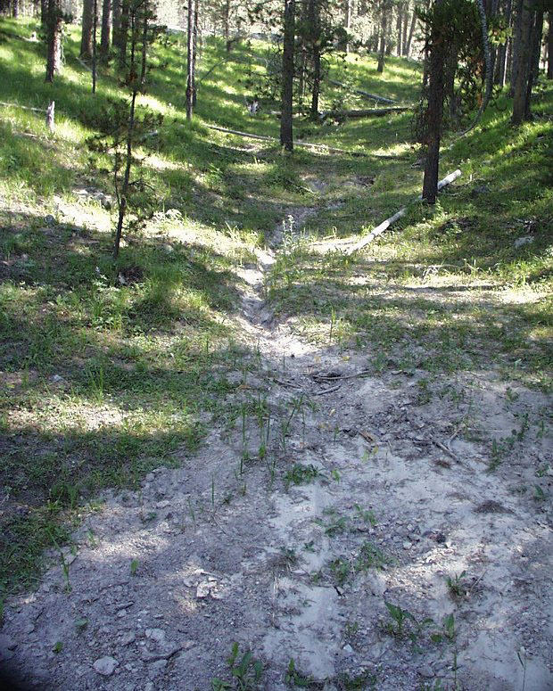 Hydrologic connectivity between road and stream due to surface water concentration and flow off road.