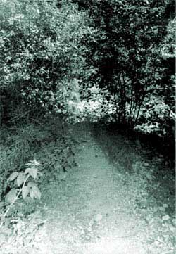 Photo of a trail that is not cleared of vegetation.