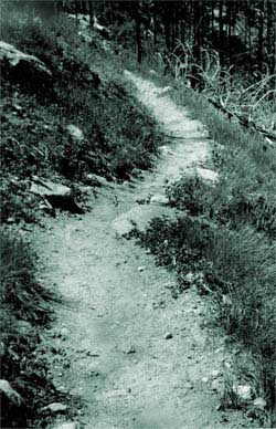 Photo of a trail supported by rocks and logs.