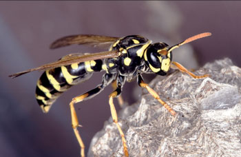 Photo of a wasp.