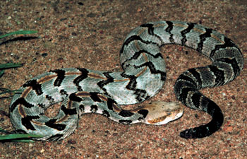 Photo of a timber rattlesnake moving across a gravel bed. 