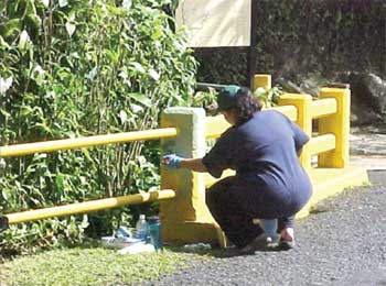 Photo of a volunteer painting a fence dividing a roadway from vegetation.