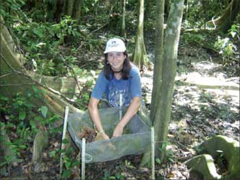 Photo of a volunteer collecting organic litter in a lush forest.