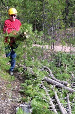 Photo of a volunteer carrying brush to a pile while wearing a hardhat, gloves, and appropriate footwear.
